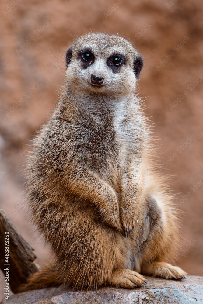 Portrait of meerkat on a stone, Suricata suricatta Portrait of meerkat on a stone, Suricata suricatta