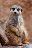 Portrait of meerkat on a stone, Suricata suricatta