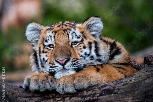 Fototapeta Naklejka Na Ścianę i Meble -  Cute siberian tiger cub, Panthera tigris altaica