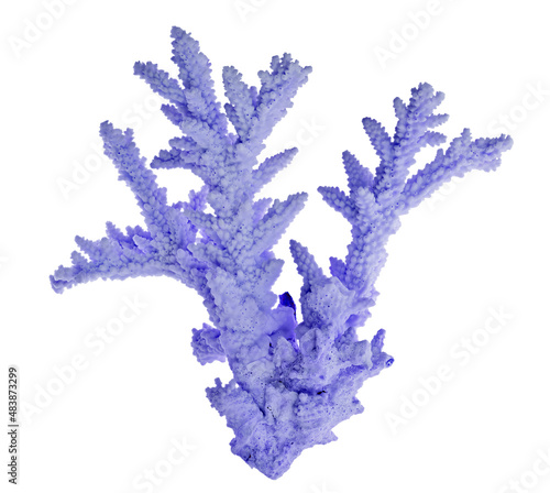 blue isolated medium fine polyp