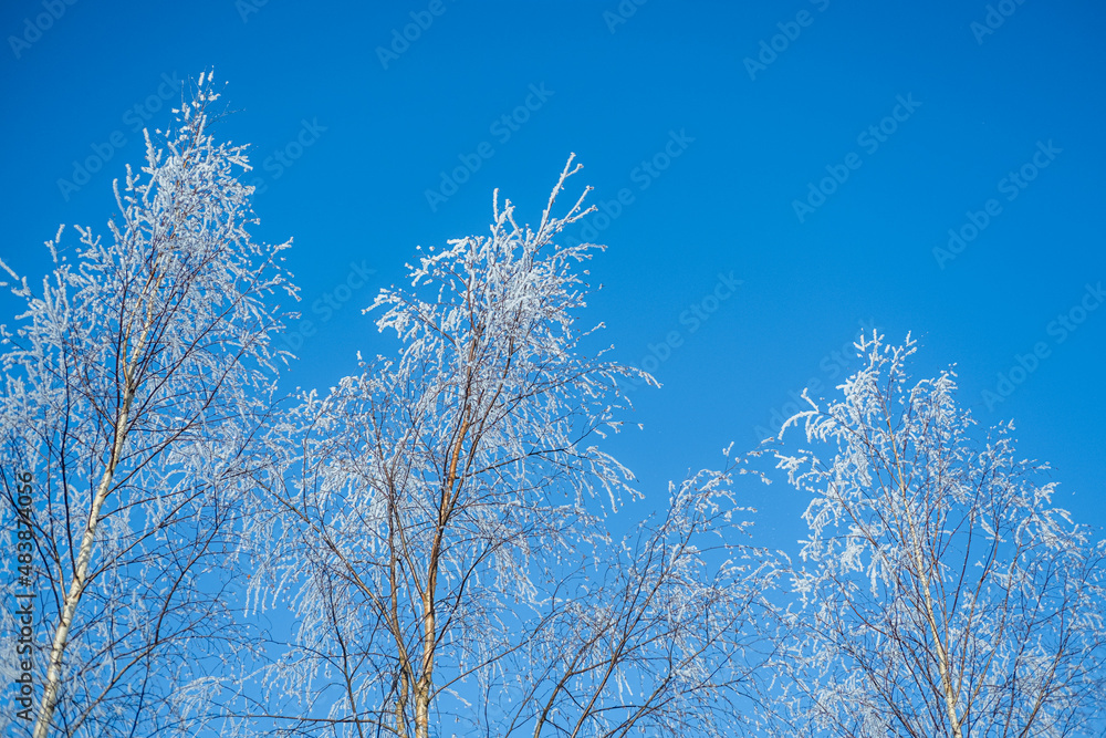 Snow covered trees and clear blue sky. Winter cold snowy season.