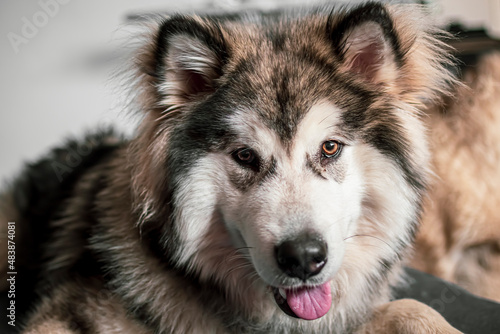 Bright brown eyes of a Malamute puppy. Cute smiling look of a young dog with fluffy ears and white collar. Selective focus on the details, blurred background.