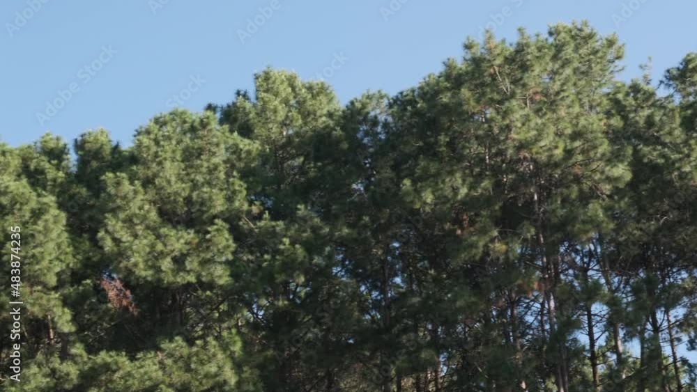 Lush green trees on blue sky and sunlight. Lush green trees on blue sky and sunlight.