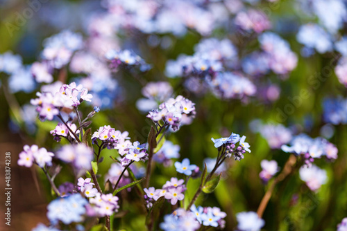 spring flowers in the garden