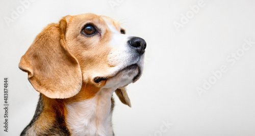 Beagle dog portrait over white background close-up
