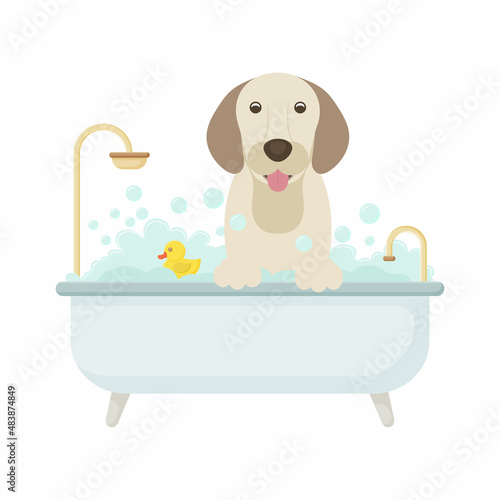 Vector cartoon style illustration of cute labrador dog taking a bath full of soap foam. Yellow rubber duck in bathtub. Grooming concept.