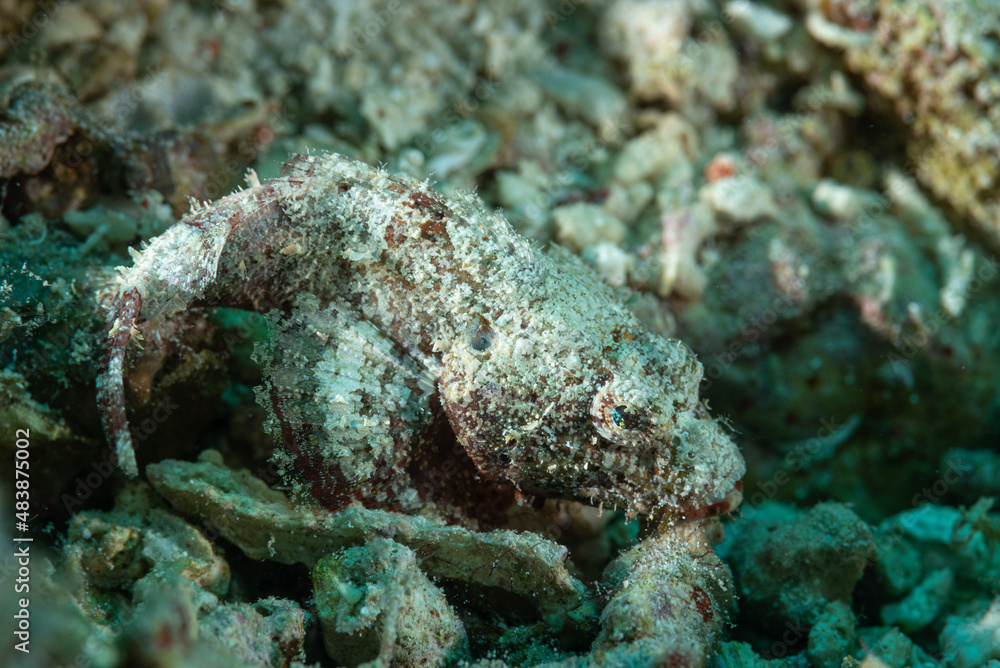 Piccolo pesce scorpione mimetizzato tra i sassi Piccolo pesce scorpione mimetizzato tra i sassi