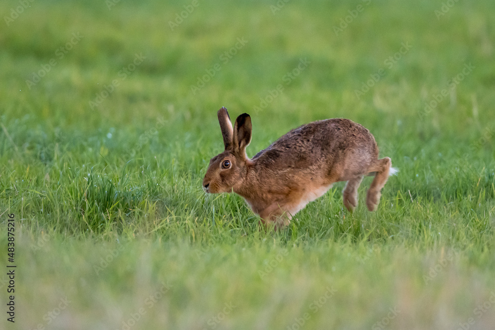 Fototapeta premium Brown Hare (Lepus europaeus) in a grass field