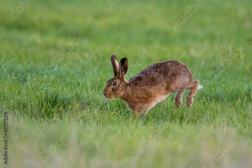 Brown Hare (Lepus europaeus) in a grass field © Mark Hunter