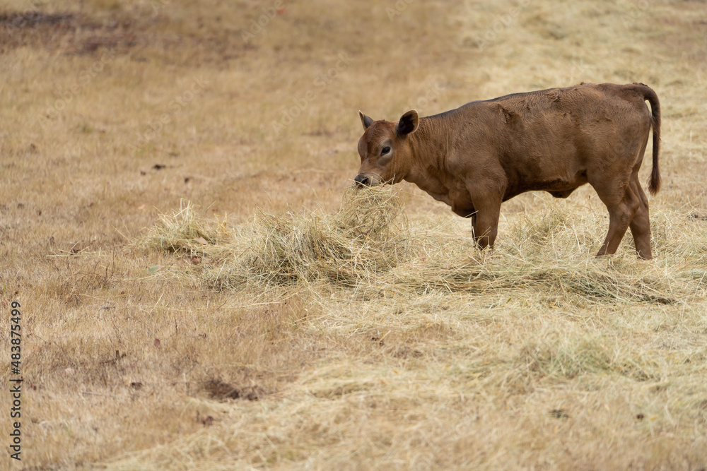 Fototapeta premium Beautiful brown calf in a paddock
