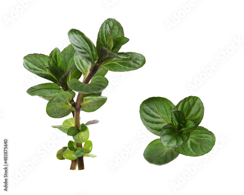 Set of small sprigs with gr...
