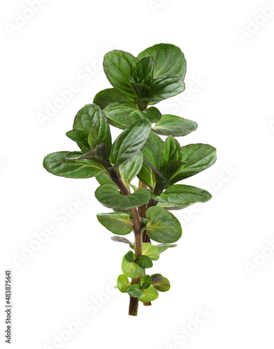 Small bouquet of sprigs wit...