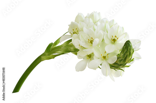 White ornithogalum flowers isolated photo