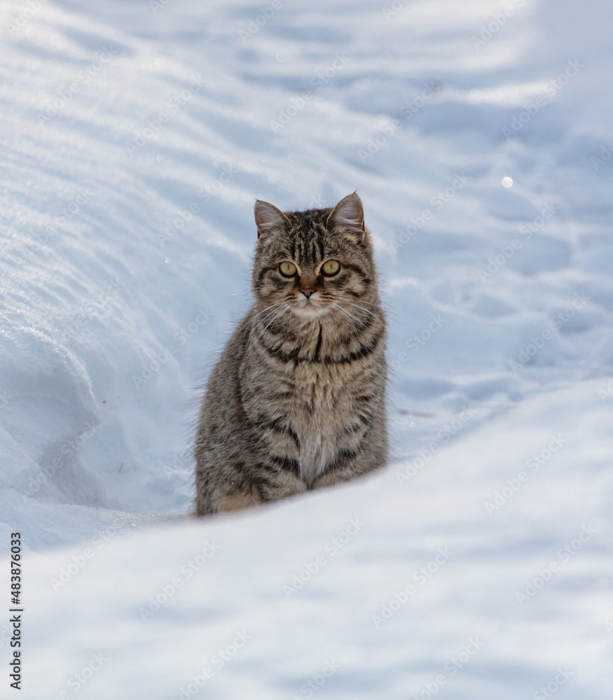 Portrait of a cat in the snow Portrait of a cat in the snow