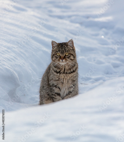 Portrait of a cat in the snow © schankz