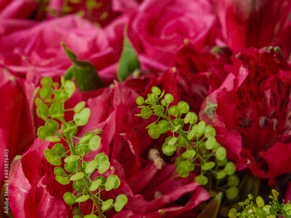 Deep red rose close up. Red rose. Deep red rose. Red rose macro scene Deep red rose close up. Red rose. Deep red rose. Red rose macro scene