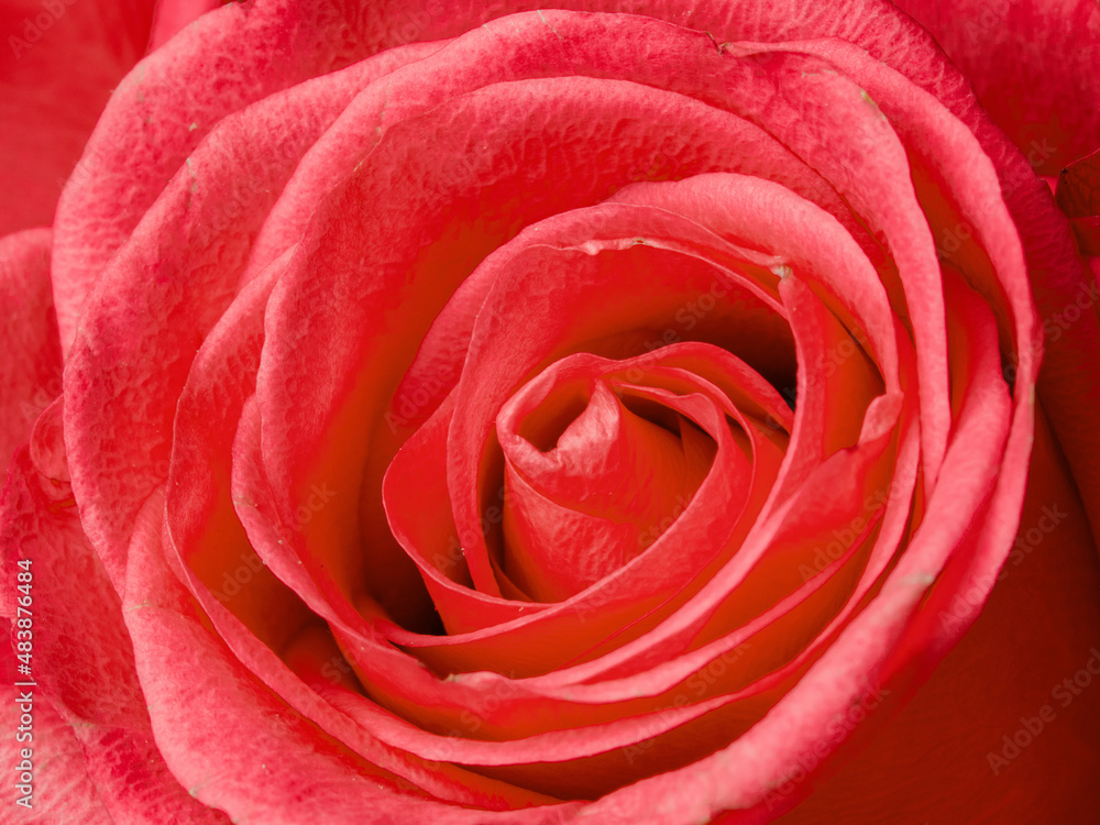 Deep red rose close up. Red rose. Deep red rose. Red rose macro scene Deep red rose close up. Red rose. Deep red rose. Red rose macro scene