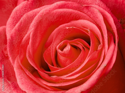 Deep red rose close up. Red rose. Deep red rose. Red rose macro scene