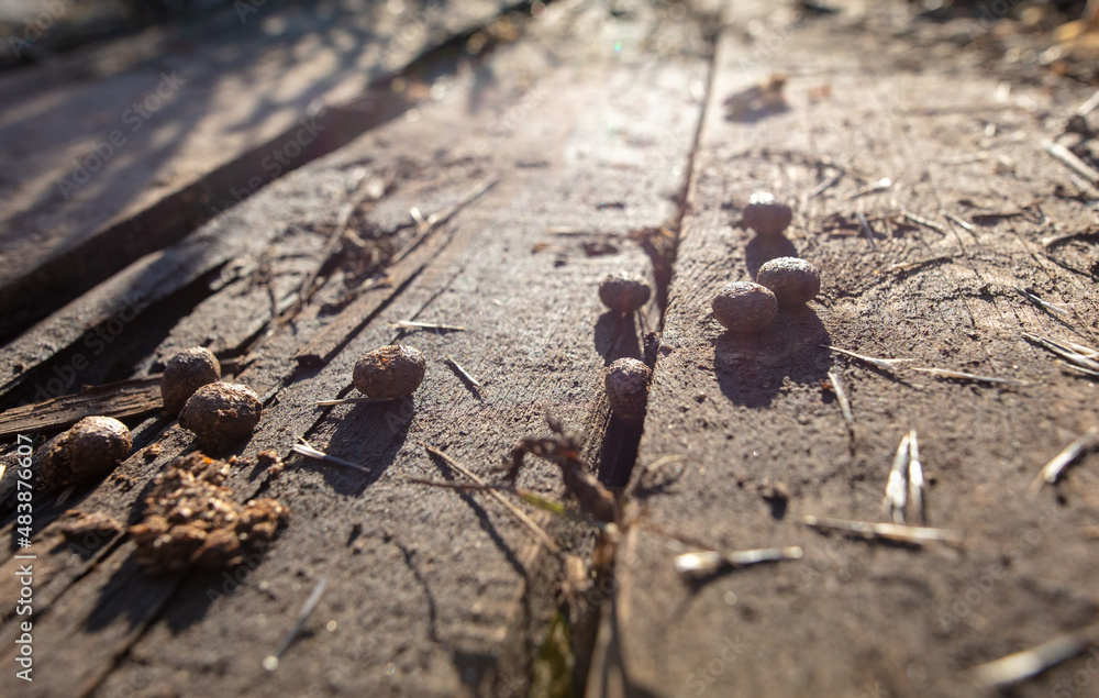 Fototapeta premium Rabbit poop in nature. Close-up