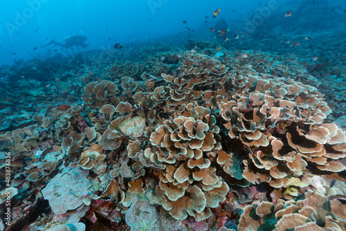 distesa di coralli duri con subacqueo sullo sfondo