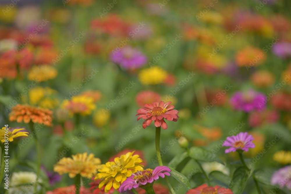 Natural photos film: Colorful flower paintings. Time: Friday morning January 28, 2022. Location: Tao Dan Park, Ho Chi Minh City. This is beautifull flowers Natural photos film: Colorful flower paintings. Time: Friday morning January 28, 2022. Location: Tao Dan Park, Ho Chi Minh City. This is beautifull flowers