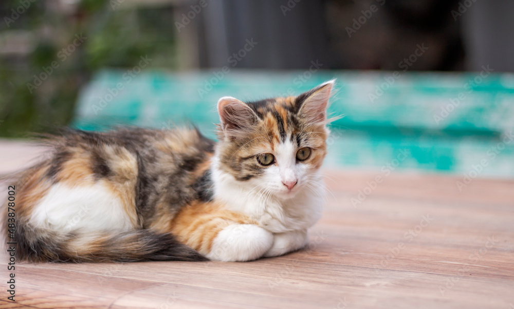 Cute little spotted cat is resting on an outdoor table with a copy of the space