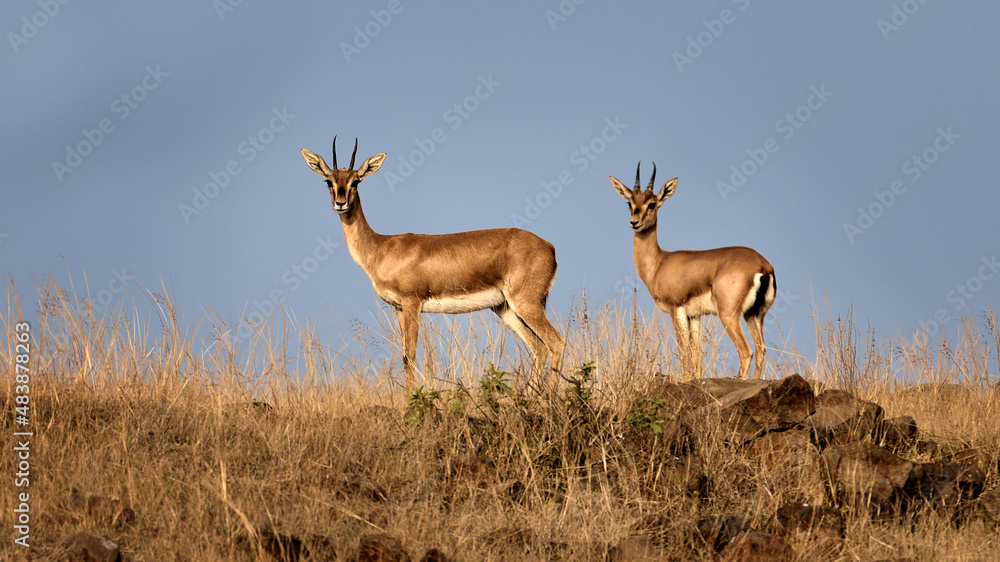 Naklejka premium Shy and quiet Indian Gazelle known as Chinkara in India basking in the morning sun in the grassland near Pune, India