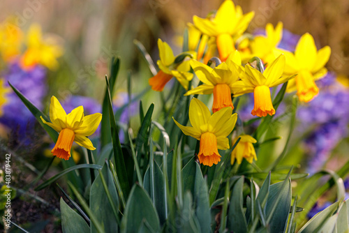 Group of Jetfire Daffodil Flowers with Blurred Background