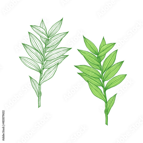 Leaves vector illustration. Vector drawing, handrawn, vintage, line art of Leaves on white background 1