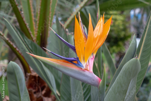 Bird of paradise exotic orange flower on strelitzia reginale plant on green background of tropical garden, Crete island, Greece. Shallow depth of field, vertical tropical pattern in bright colors