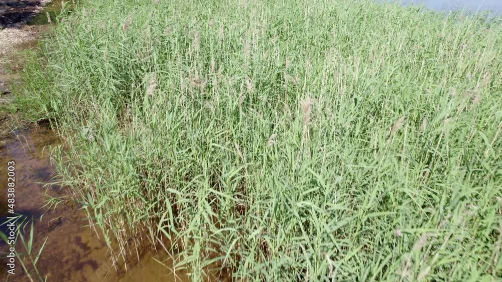 Lake or river coast covered with tall green grass and filmed aerial Lake or river coast covered with tall green grass and filmed aerial