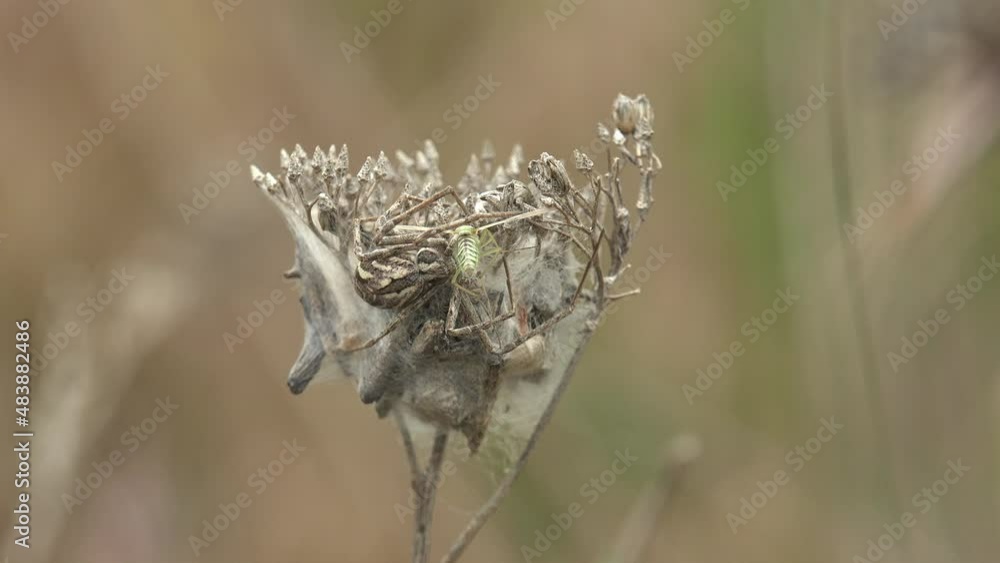Camouflaged spider sucks juice from its prey - green mosquito, Macro View of spider in wildlife Camouflaged spider sucks juice from its prey - green mosquito, Macro View of spider in wildlife
