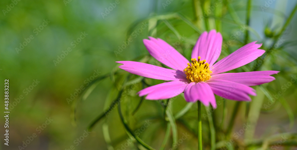 Beautiful pink cosmos flower (Cosmos Bipinnatus) blooming in natural park. Beautiful pink cosmos flower (Cosmos Bipinnatus) blooming in natural park.