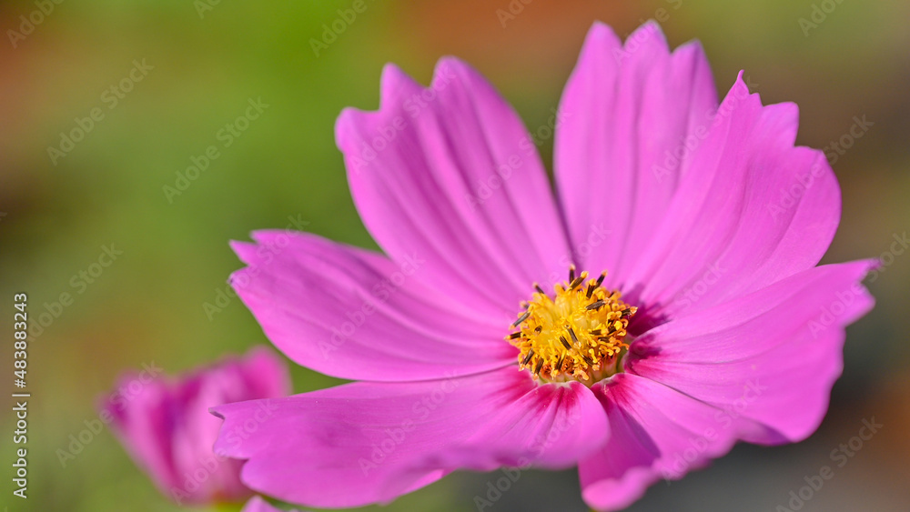 Beautiful pink cosmos flower (Cosmos Bipinnatus) blooming in natural park