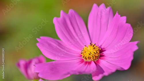 Beautiful pink cosmos flower  Cosmos Bipinnatus  blooming in natural park