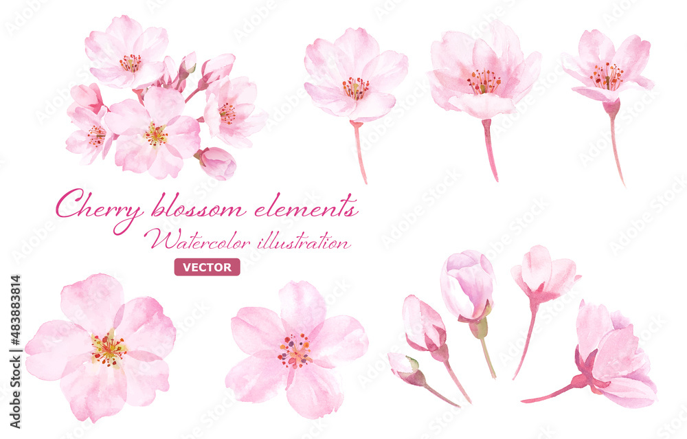 春の花：桜の花の水彩イラスト。構成要素のセット。（ベクター）