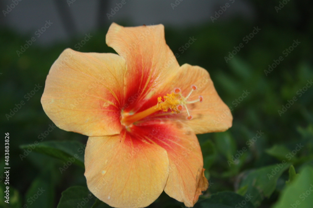 Hawaiian Yellow Hibiscus