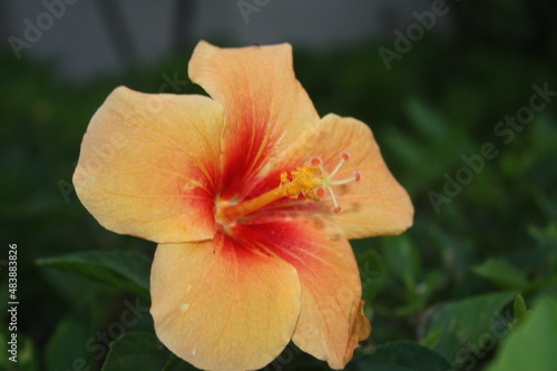 Hawaiian Yellow Hibiscus © Andrew