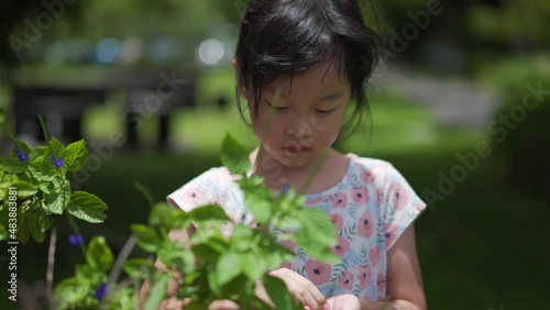 Asian Chinese girl 5 years old plucking flowers nature outdoor