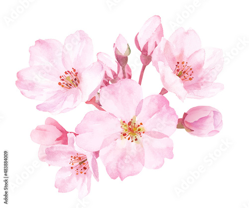春の花：桜の花の水彩イラスト。クローズアップ。（ベクター）