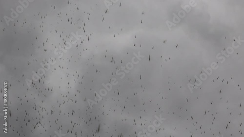 Cloud of gnats and mosquitoes flying over path on river bank photo