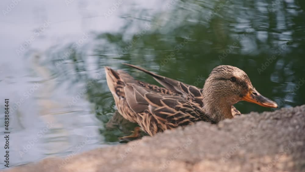 Close up of a female mallard duck floating in the lake. Slow motion. 