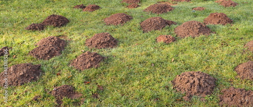 many molehill in the garden photo
