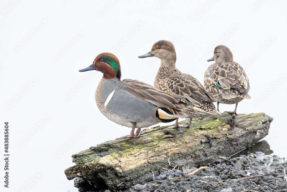 Green winged Teal Green winged Teal