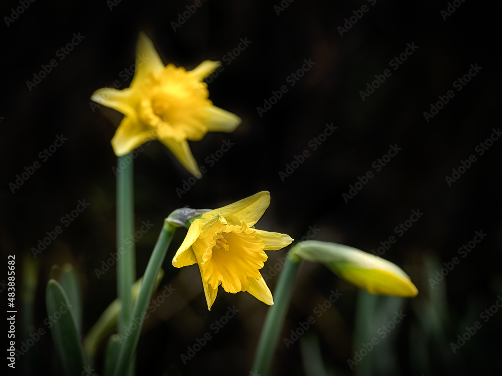 Fototapeta premium Flowers of Narcissus ‘Rijnveld’s Early Sensation’ against dark background