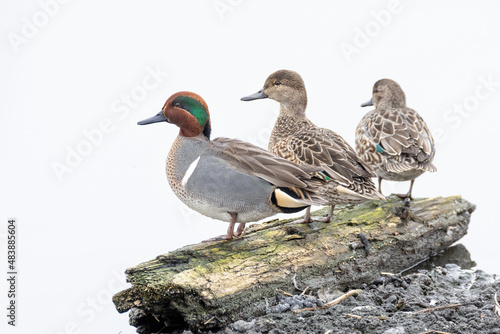 Green winged Teal photo