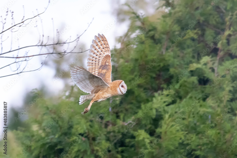 Fototapeta premium Flying Barn owl
