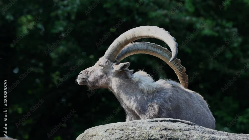 Male mountain ibex or capra ibex sitting on a rock in a german park Male mountain ibex or capra ibex sitting on a rock in a german park