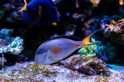 Sohal surgeonfish  Acanthurus sohal . Wonderful and beautiful underwater world with corals and tropical fish. Photo of a tropical Fish on a coral reef. selective focus and selective white balance
