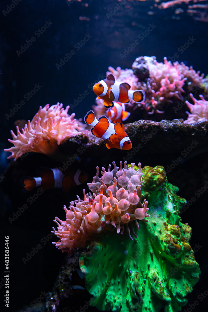 Tropical sea corals and clown fish (Amphiprion percula) Wonderful and beautiful underwater world with corals and tropical fish. Copy space for text - obrazy, fototapety, plakaty 